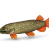Padi Delphin PIKY Plush Pike 60 cm